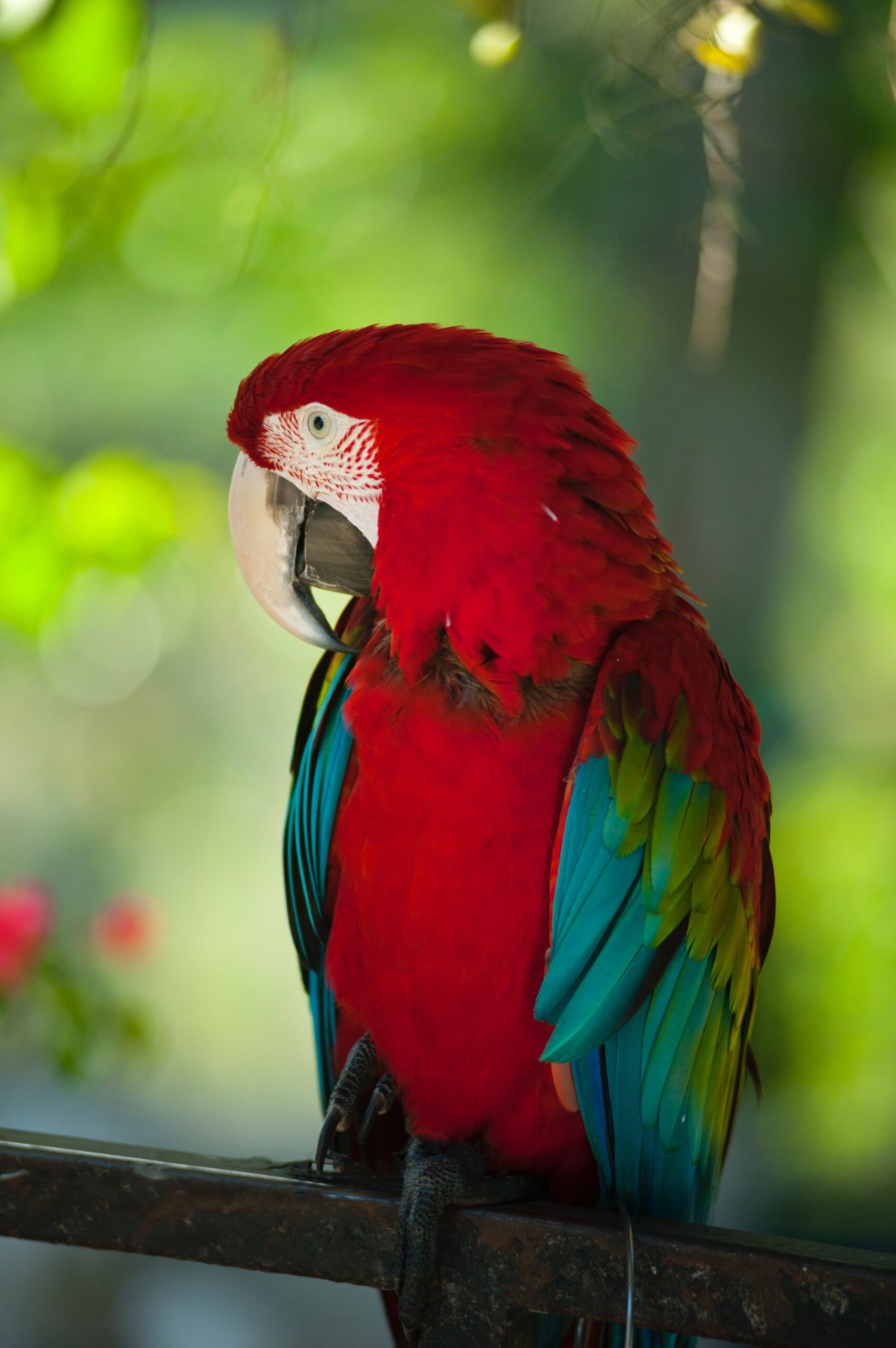 Loros: Plumaje Vibrante, Palabras Encantadoras