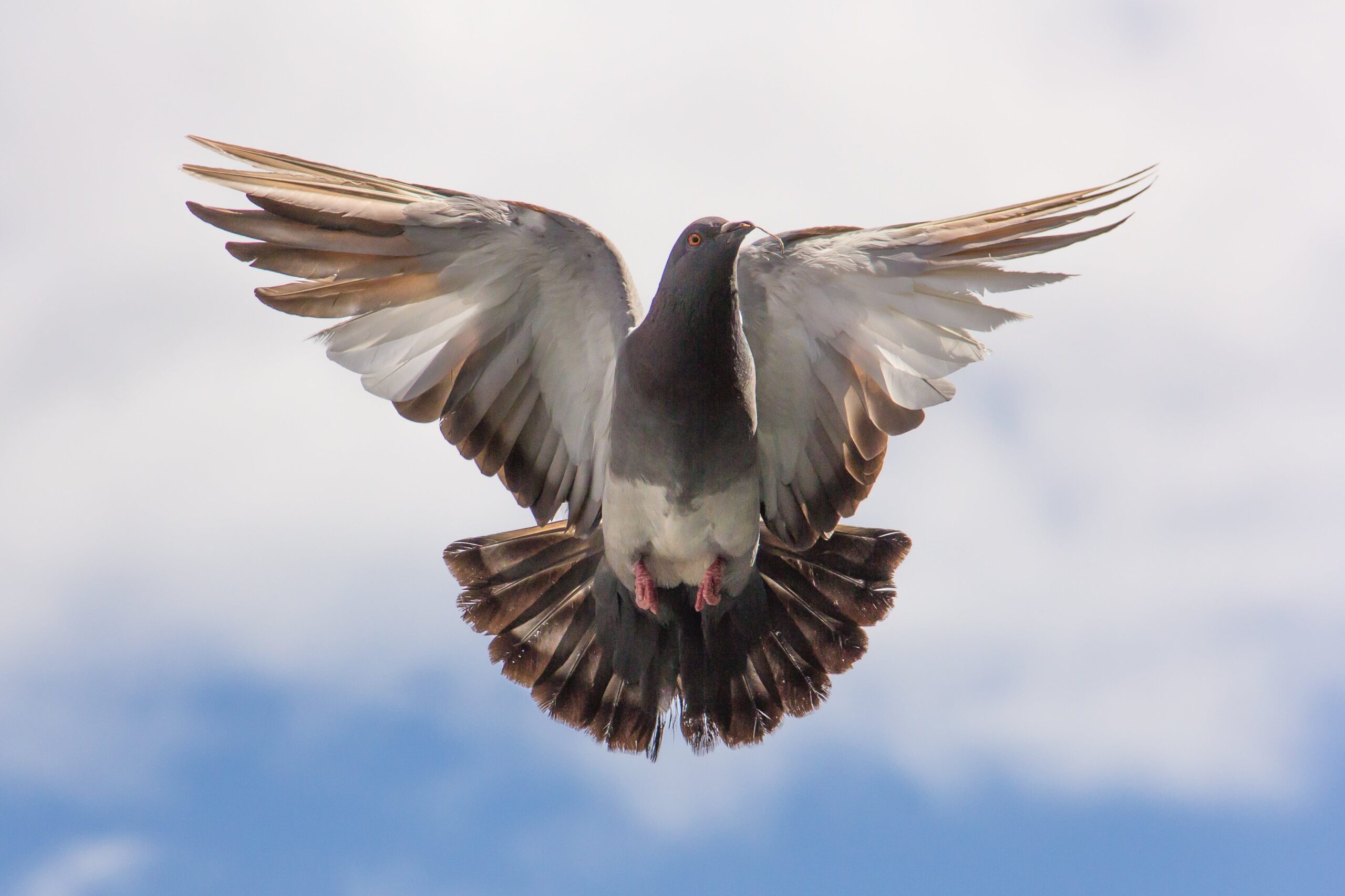 Palomas: La Elegancia de su Vuelo