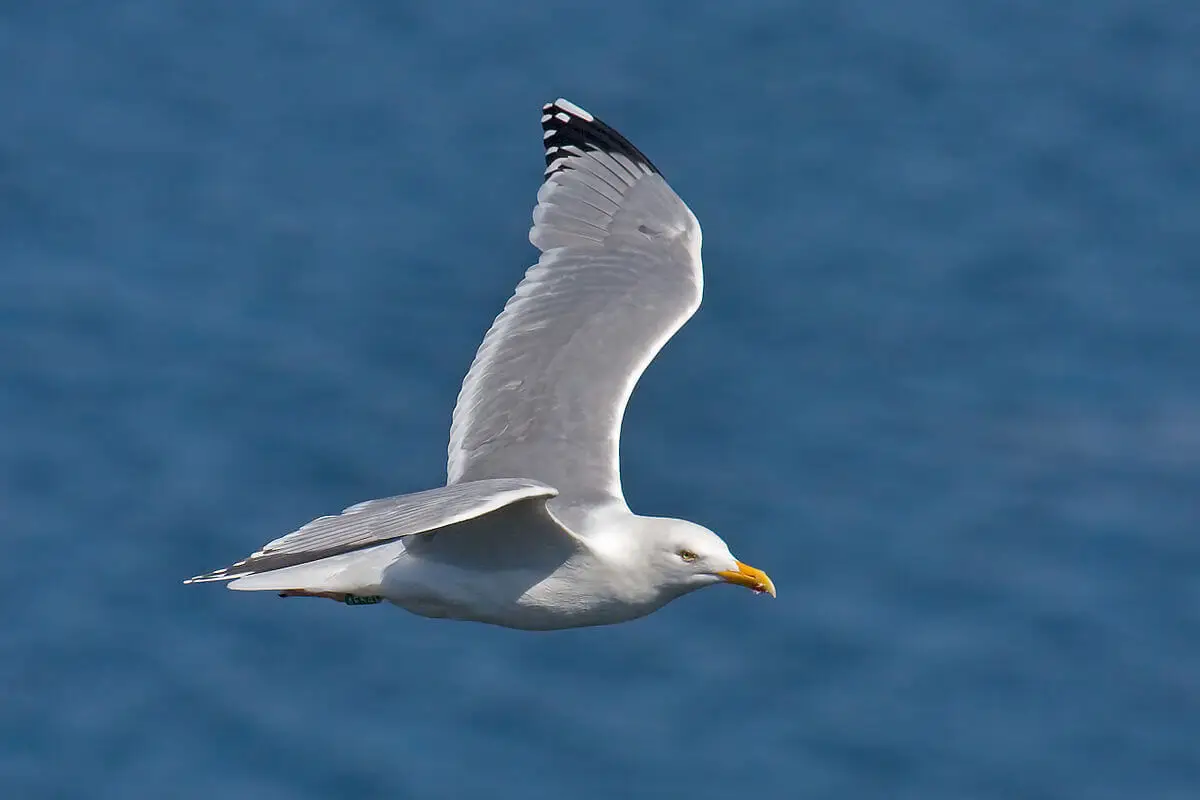 Gaviota Argéntea: Majestuosidad en Blanco y Negro