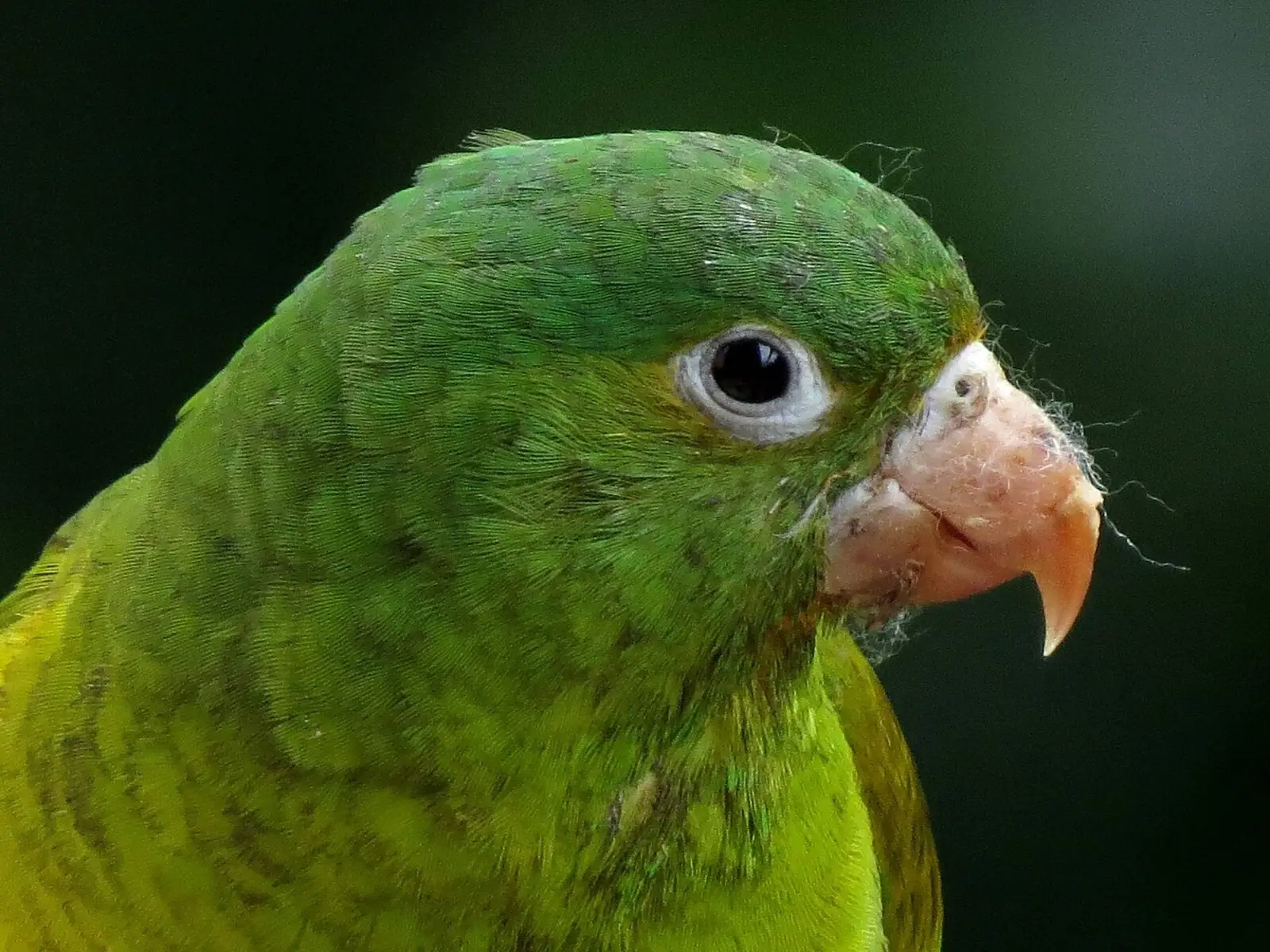 Pericos Verdes: Características y Cuidados