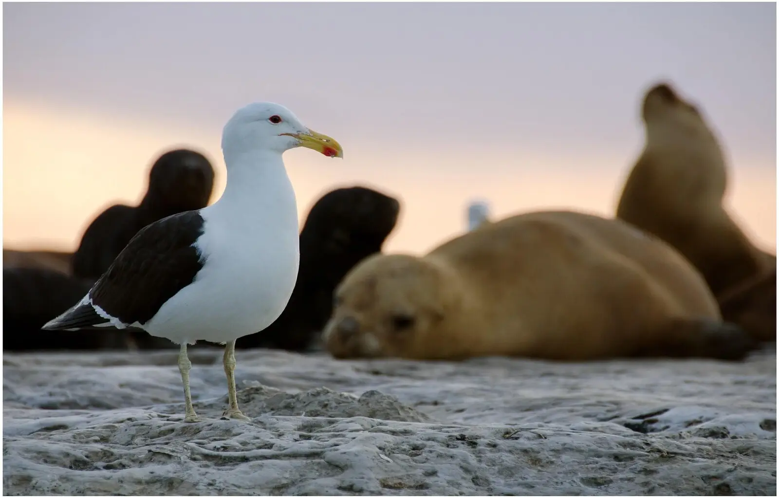 Gaviota Cocinera: Viajes y Secretos del Ave del Sur