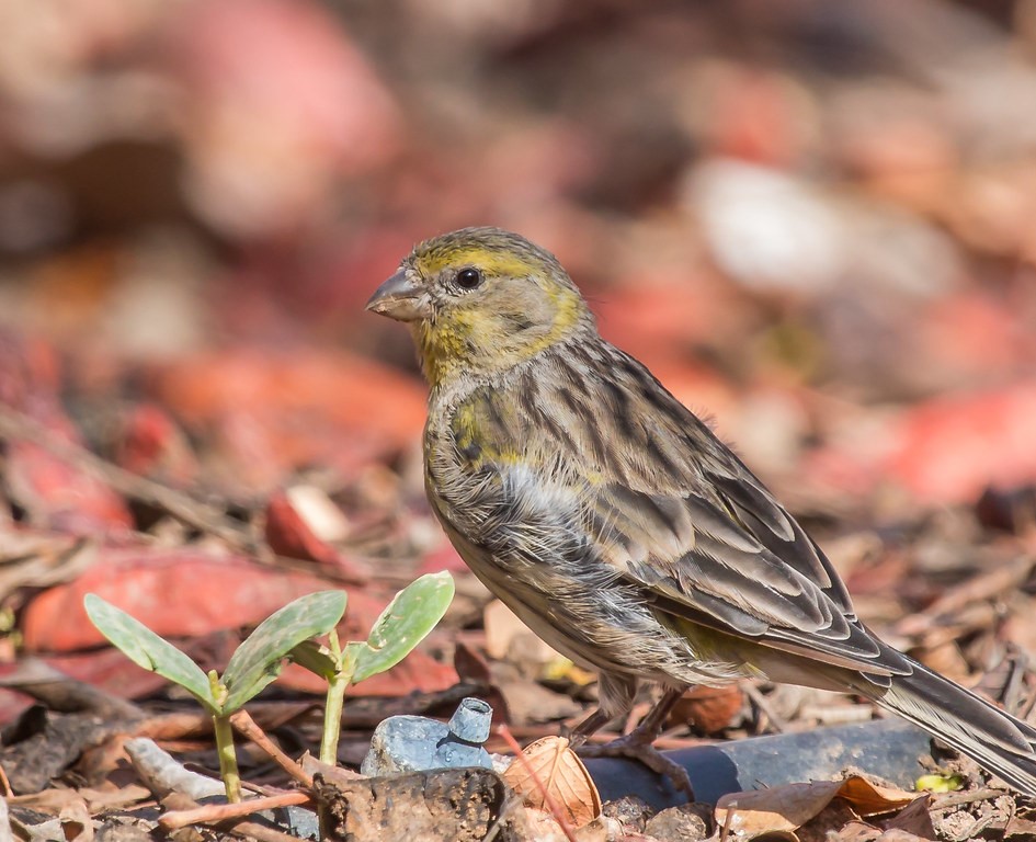 Aves Canoras: Encantadoras Melodías en Alas