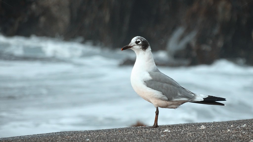 Gaviota de Franklin: Belleza en los Vuelos Árticos