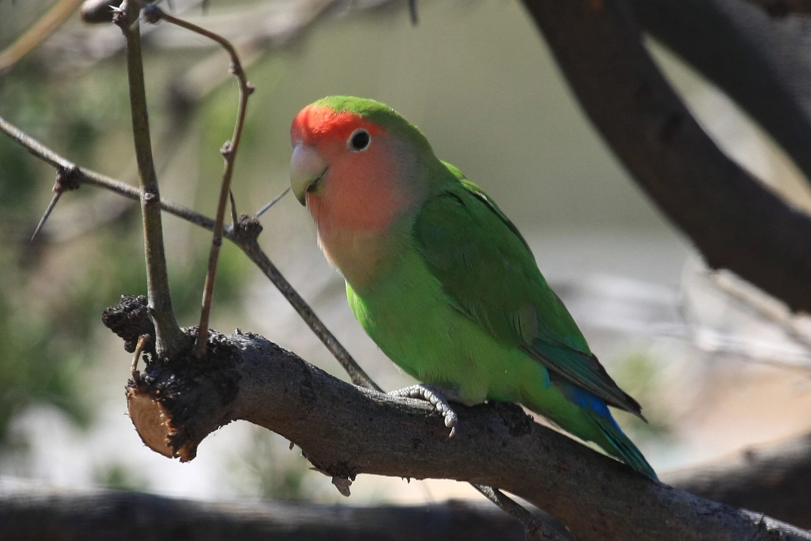 Agapornis: El Vínculo Colorido del Amor Aviar