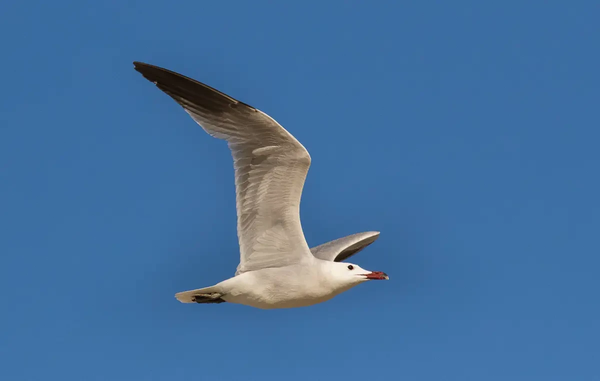 Gaviota de Audouin: Especialista en la Caza Marina