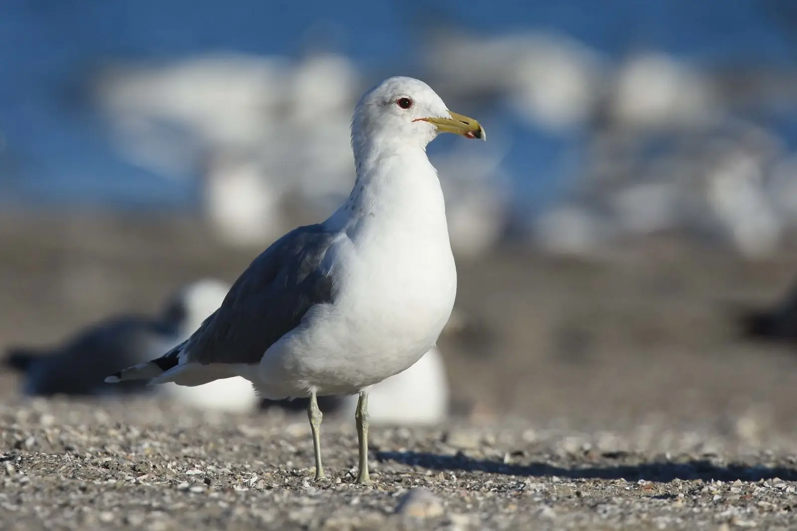 Gaviota Californiana: Majestuosos Vuelos sobre el Pacífico