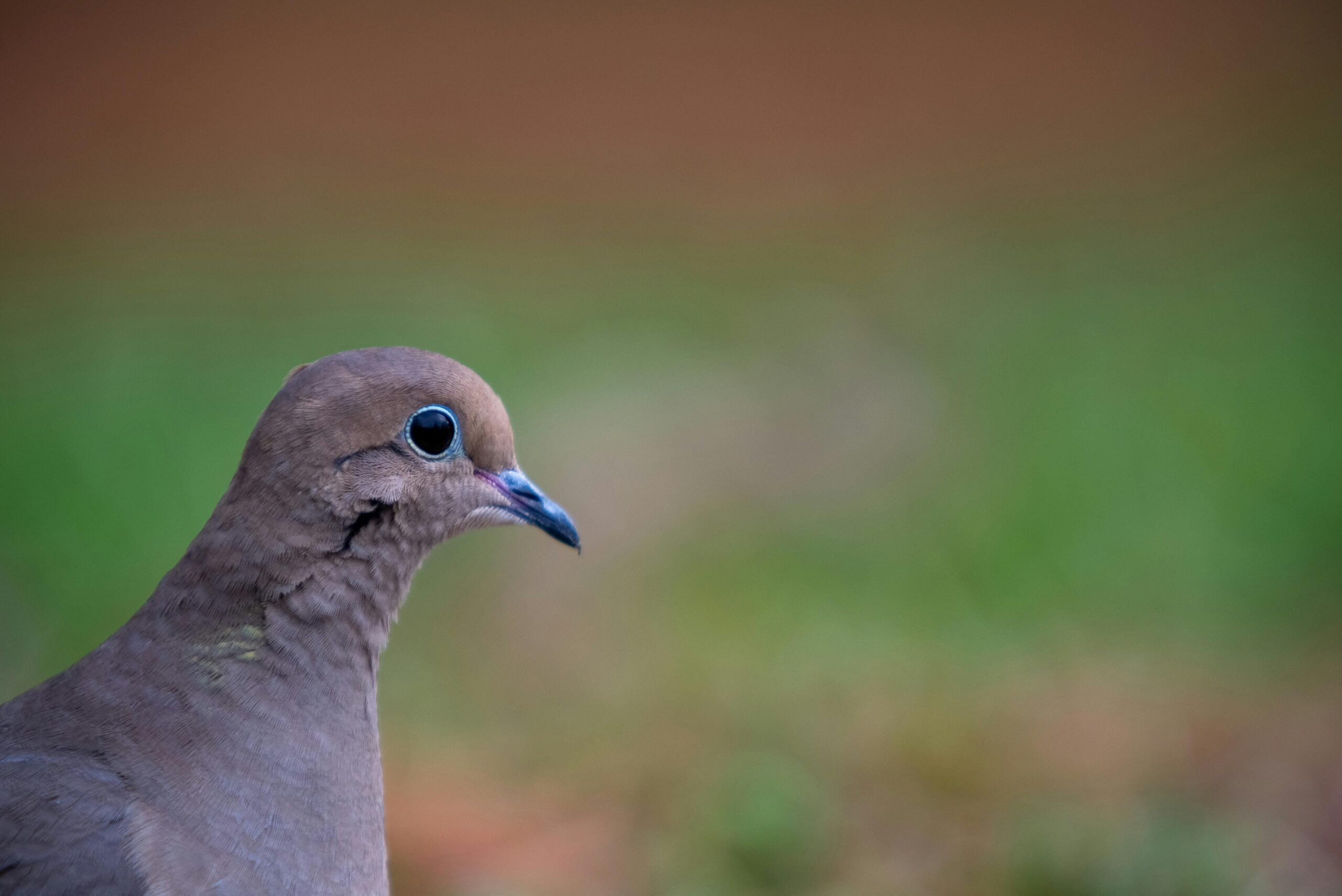 Palomas de Luto: Elegancia en Silencio