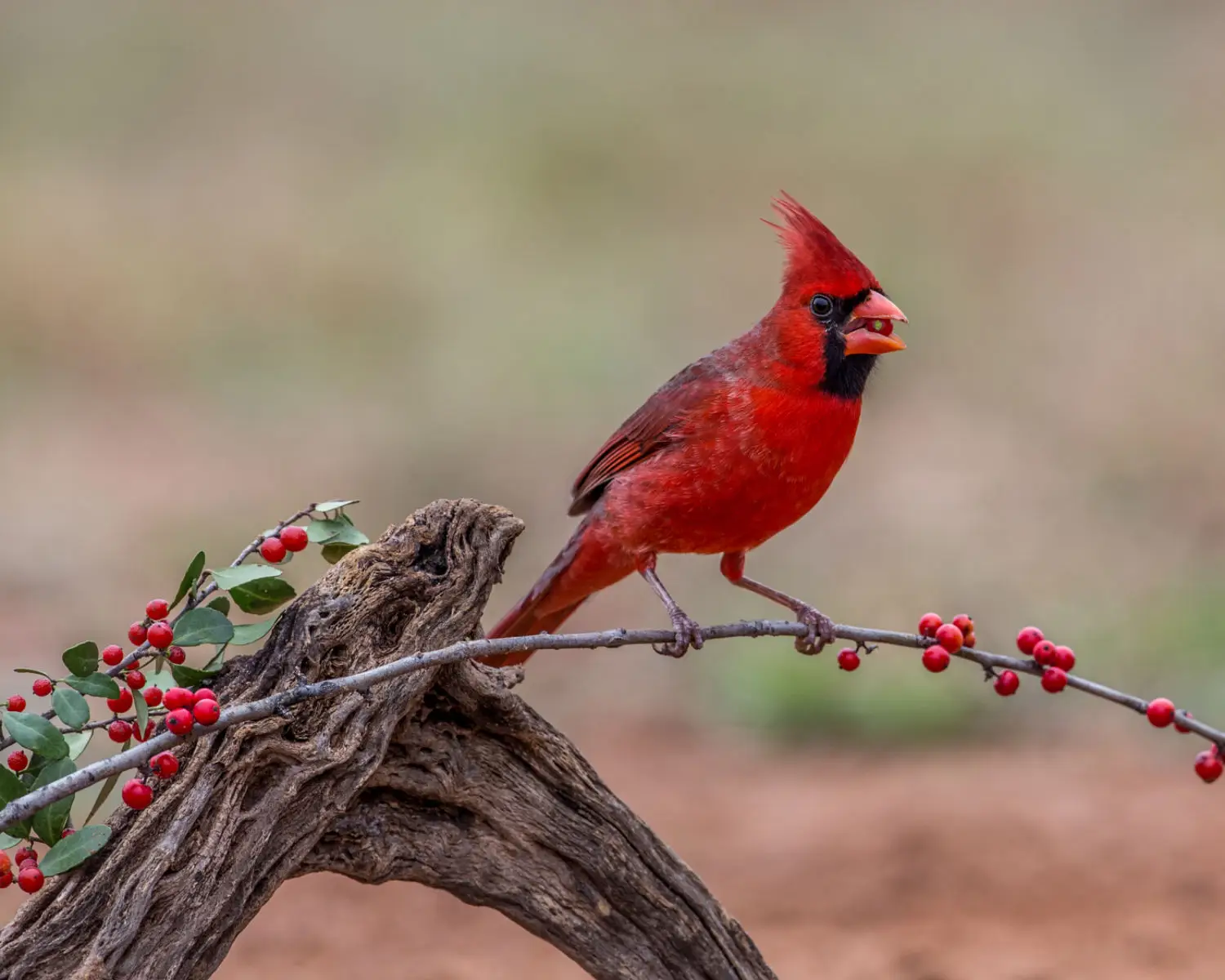 Cardenal Norteño: Elegancia Escarlata del Bosque