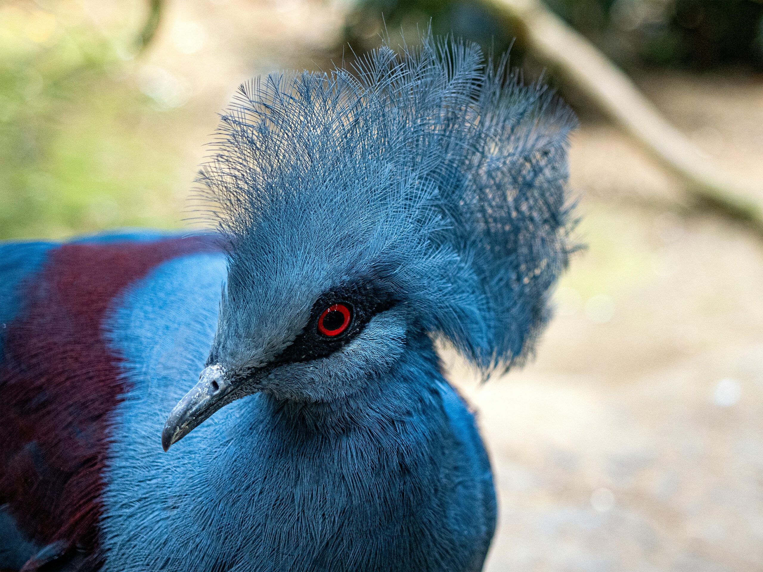 Aves Tropicales: Alas Exóticas y Colores Vibrantes