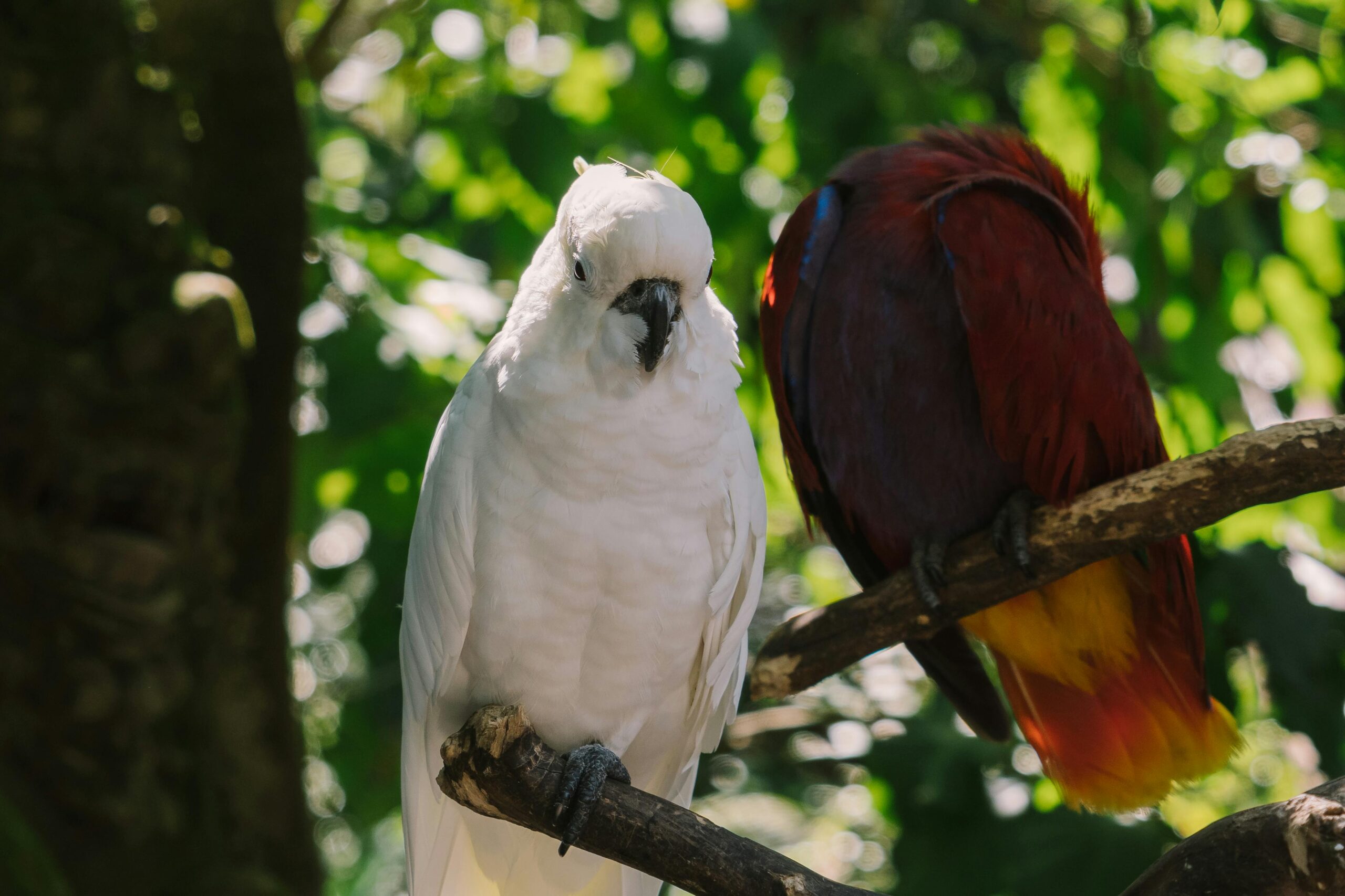 Cacatúas: Plumas de Encanto, Tesoros Alados