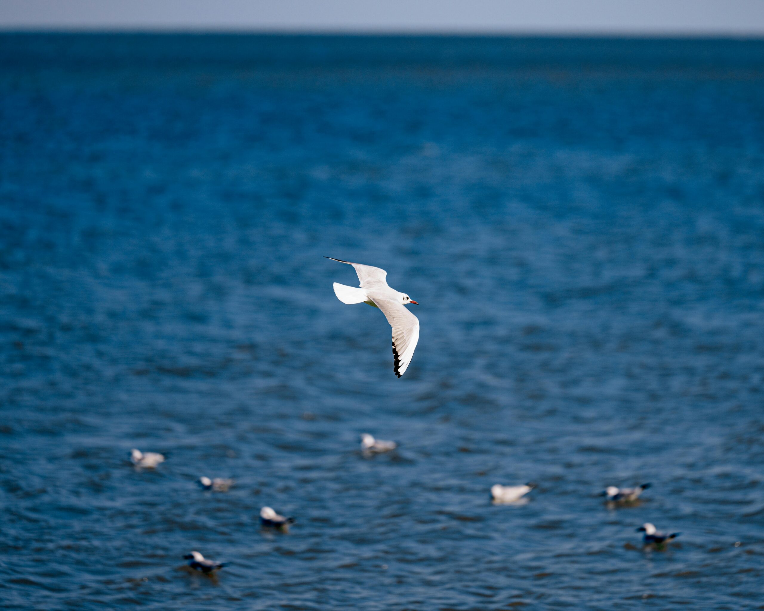 Aves Marinas: Alas que Surcan los Mares y Horizontes