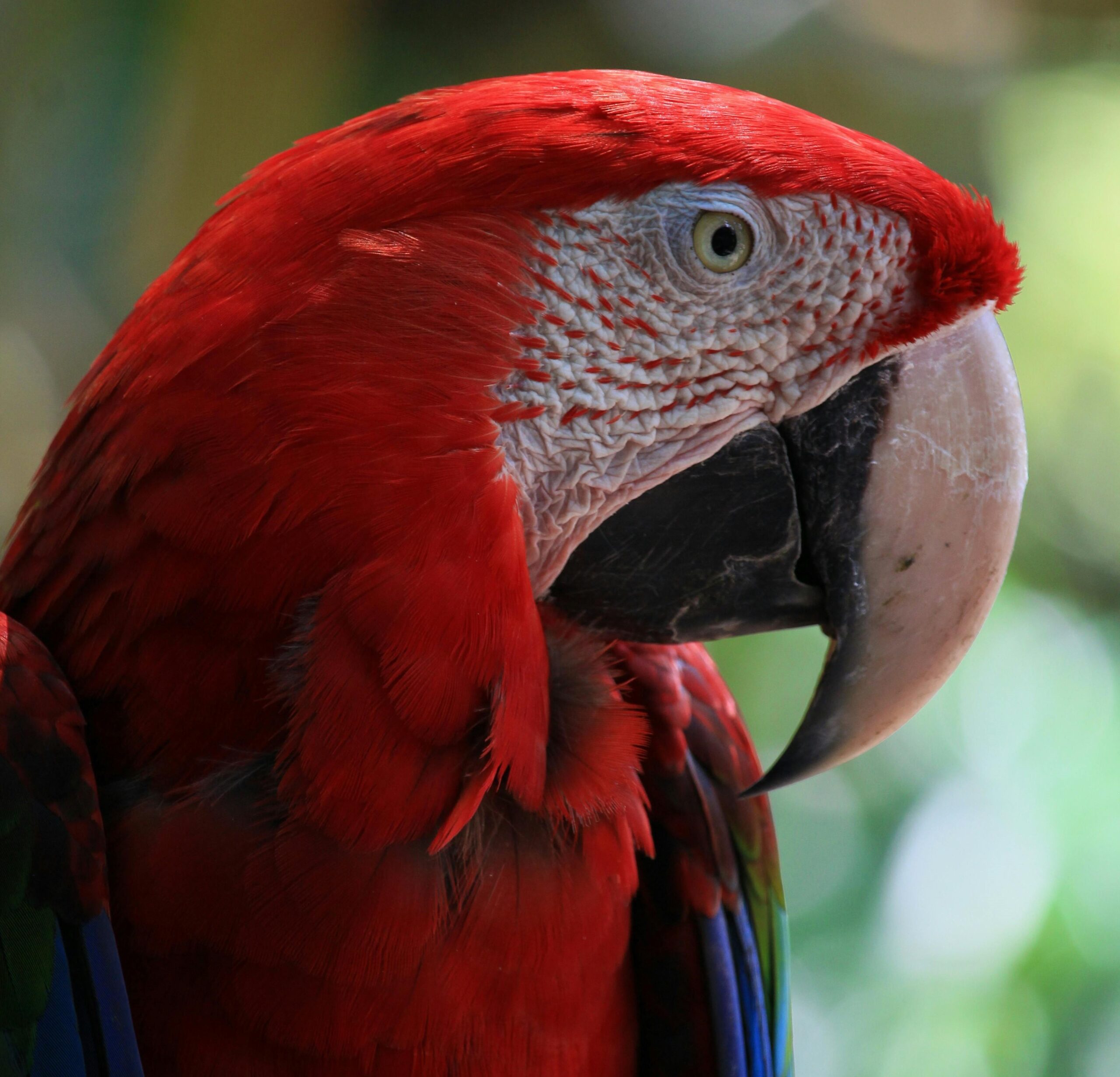 Loros Macao: Majestuosidad en Plumas