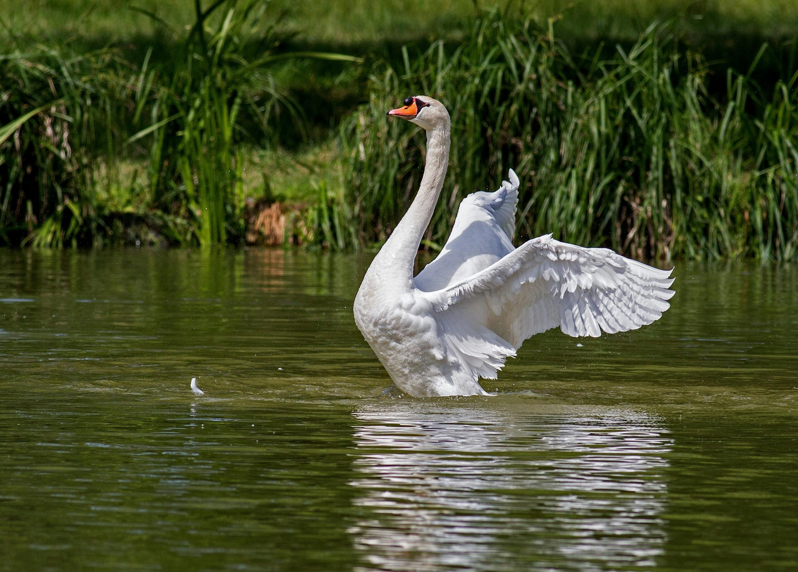 Cisnes: Elegancia en el Agua