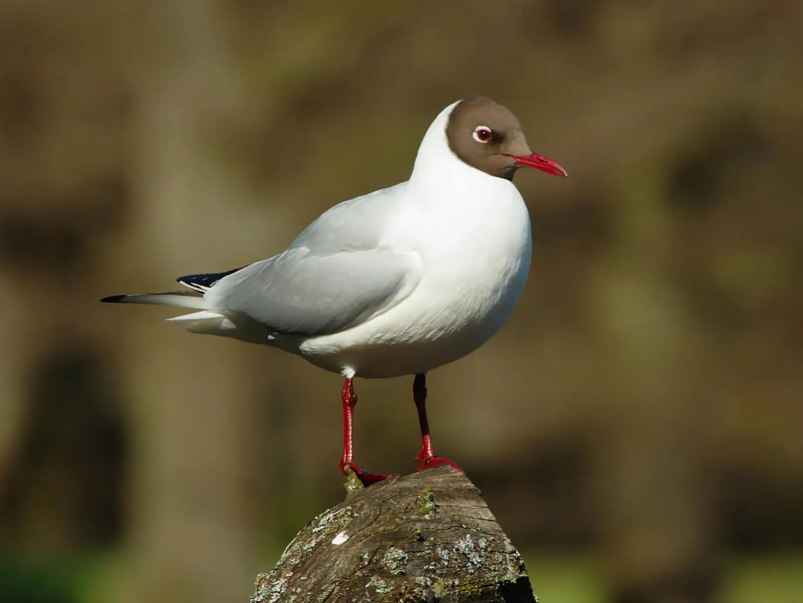 Gaviota Reidora: El Canto del Mar