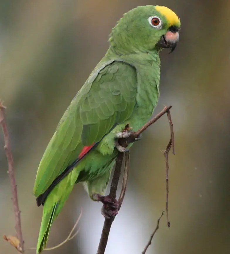 Loros Amazónicos: Belleza Plumífera y Melodías Encantadoras