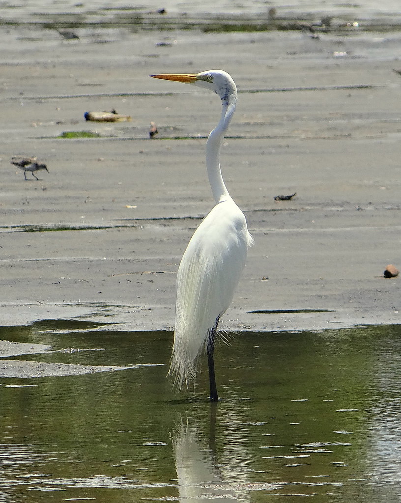 Garzas: Gracia en las Marismas