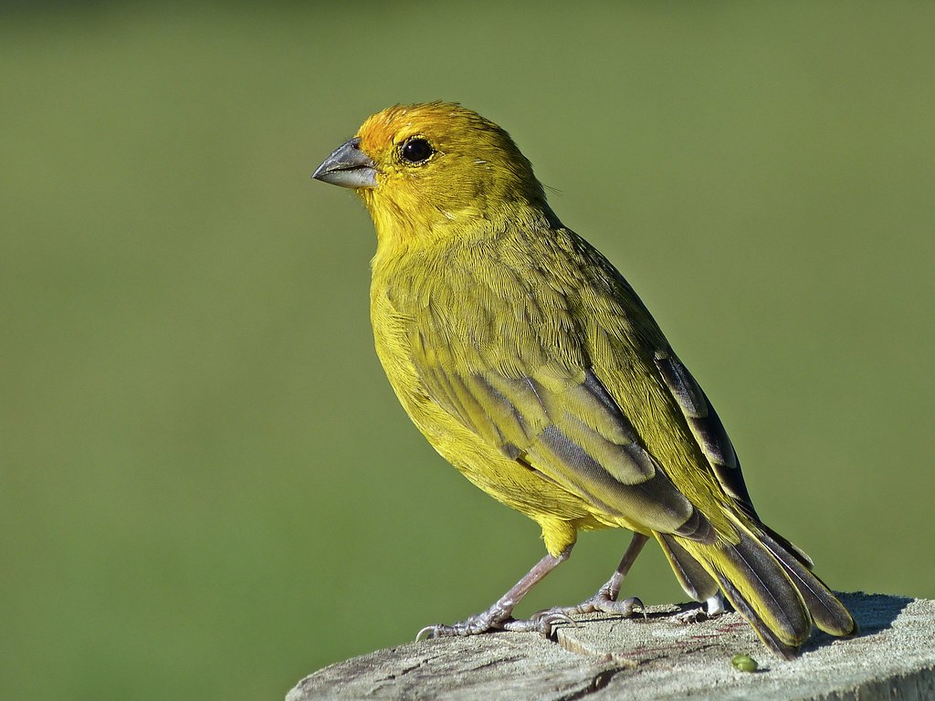 Jilgueros: Aves Cantoras que Encantan el Corazón y el Oído