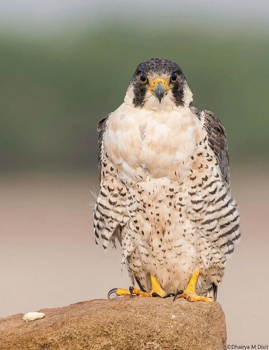 Halcones: Guardianes de la Altura