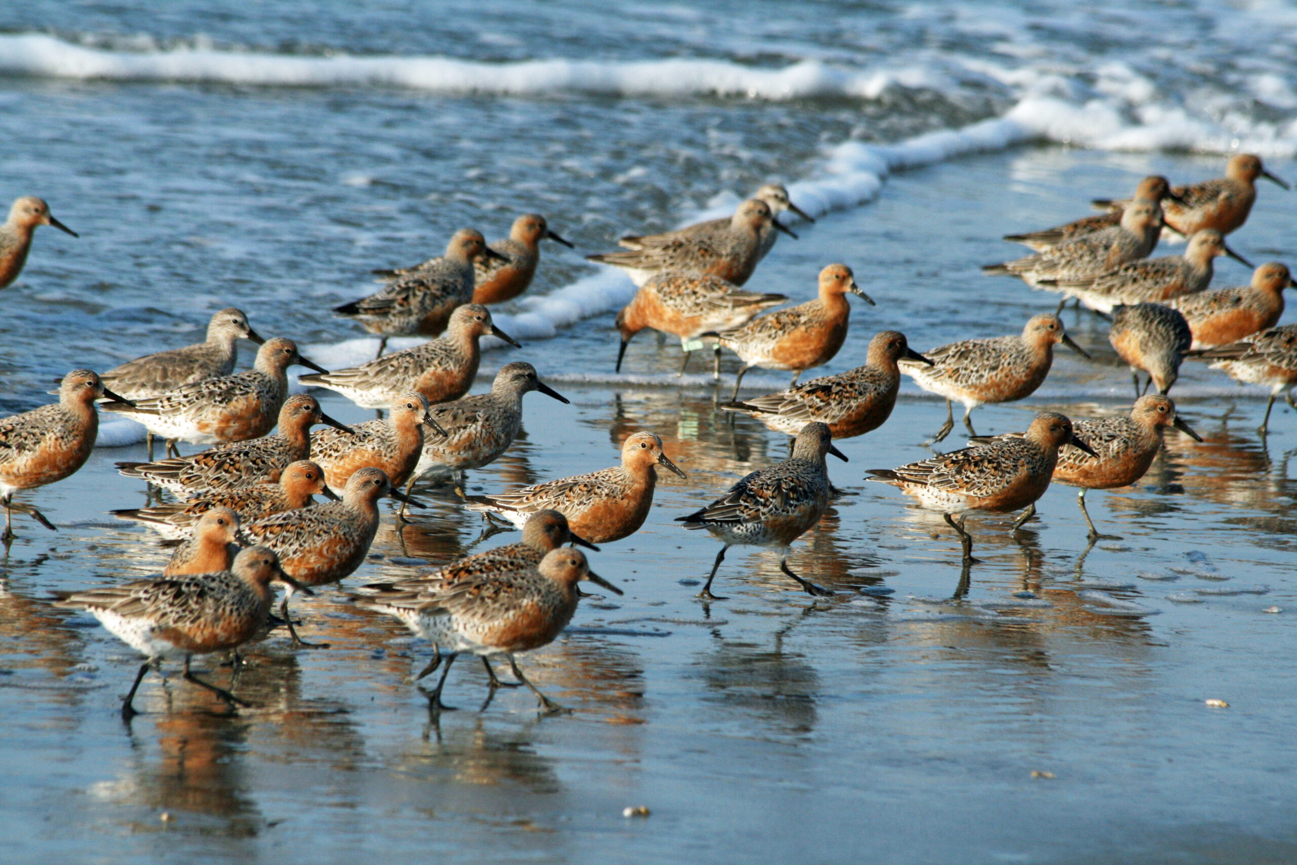 Aves Playeras: Descubriendo la Vida en la Costa