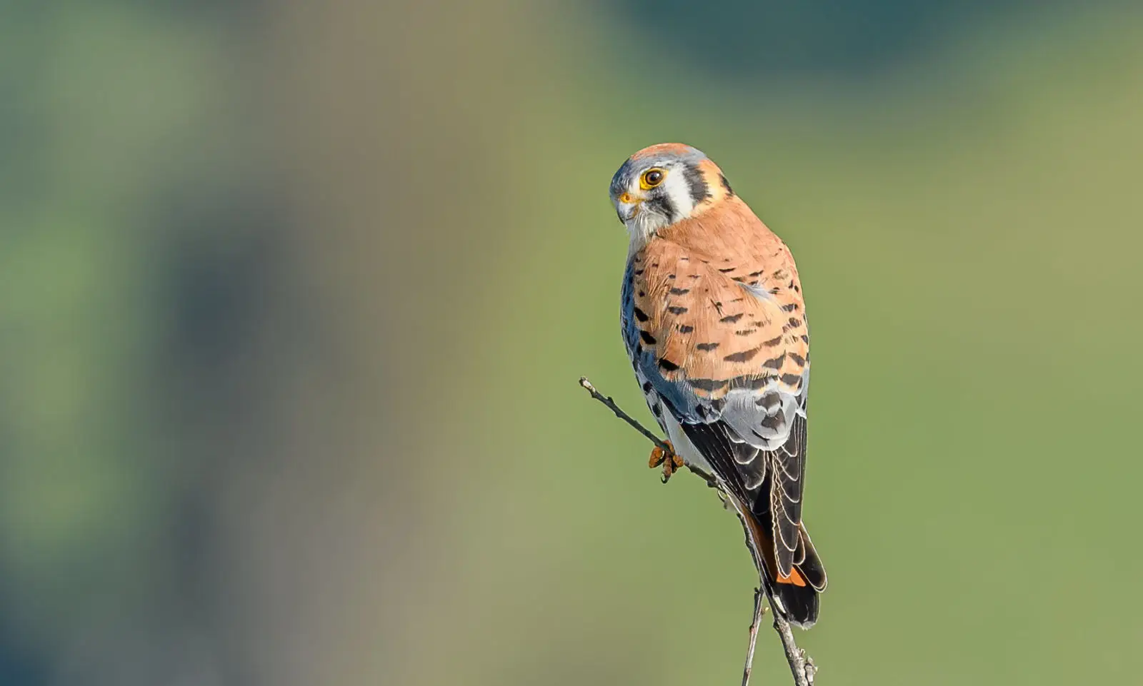 Cernícalos: Maestros del Aire y la Caza