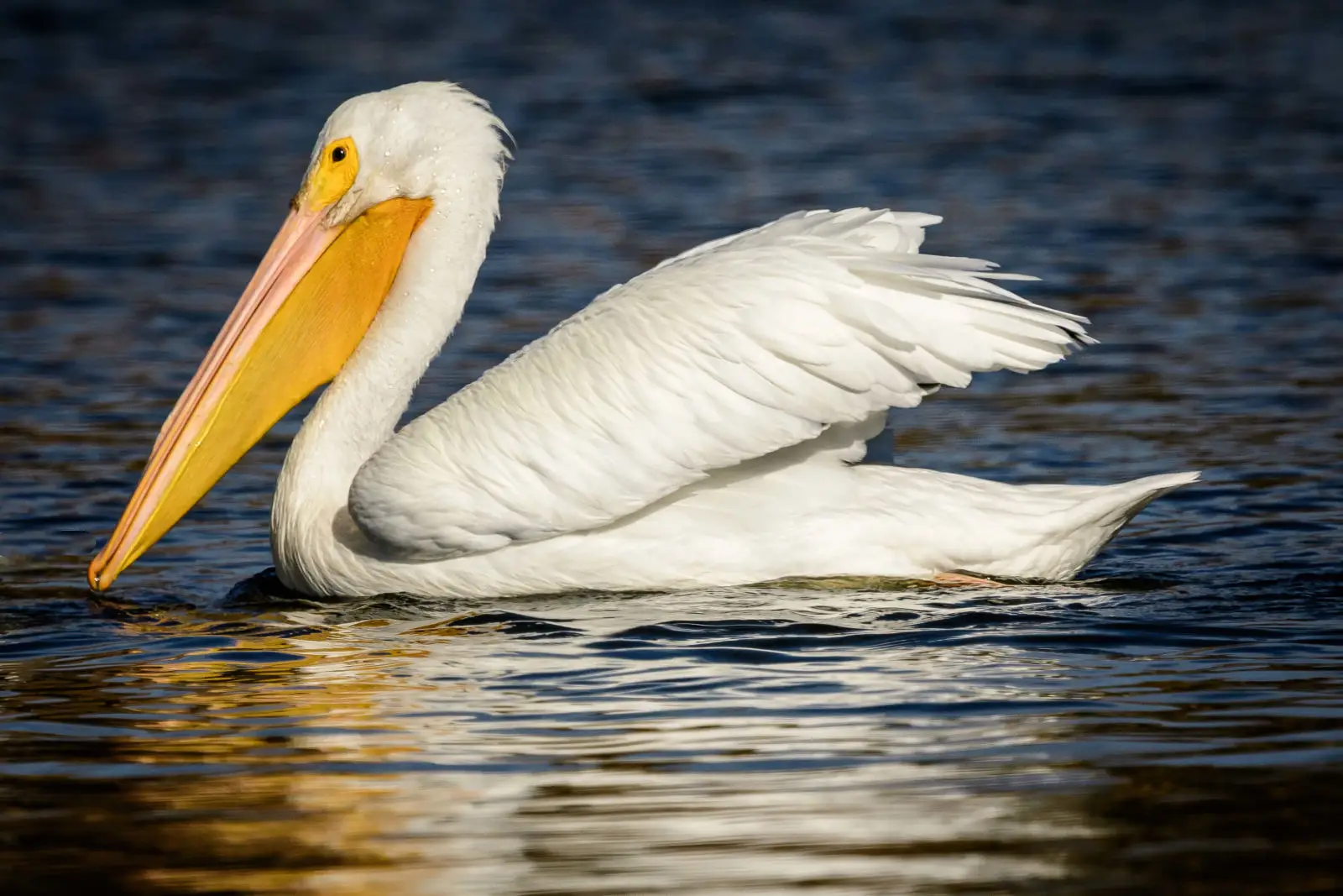 Gran Pelícano Blanco: Guardianes Alados de los Mares