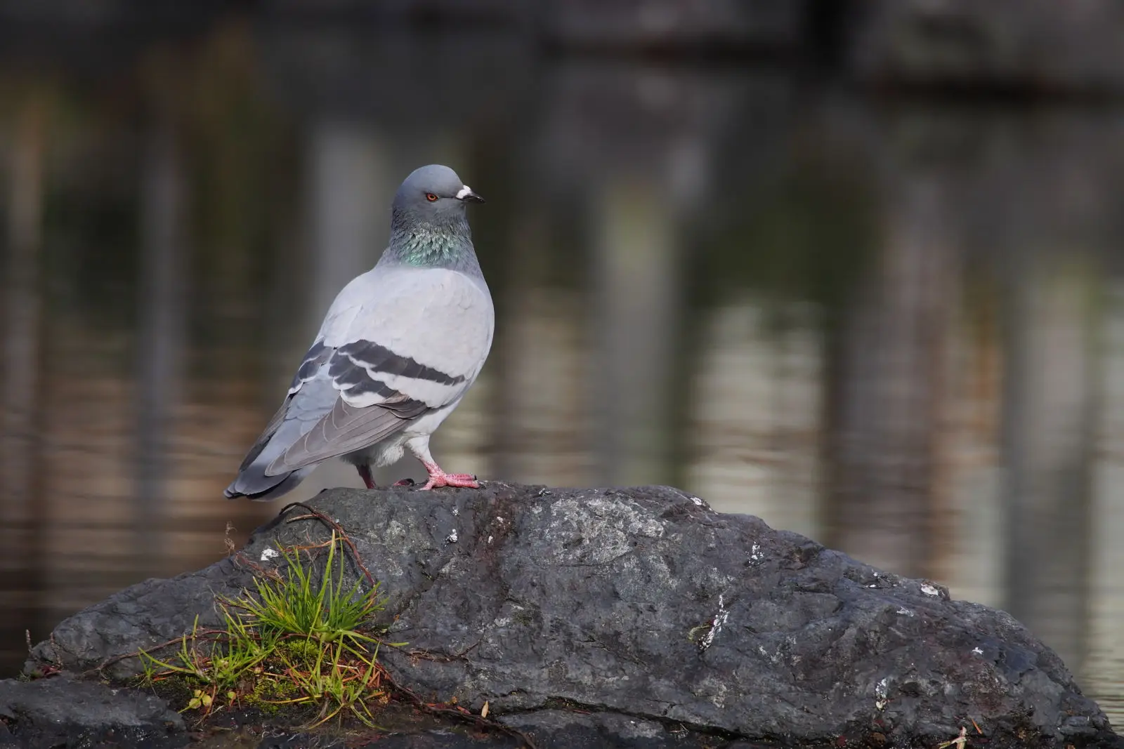 Palomas Bravías: Elegancia en Libertad