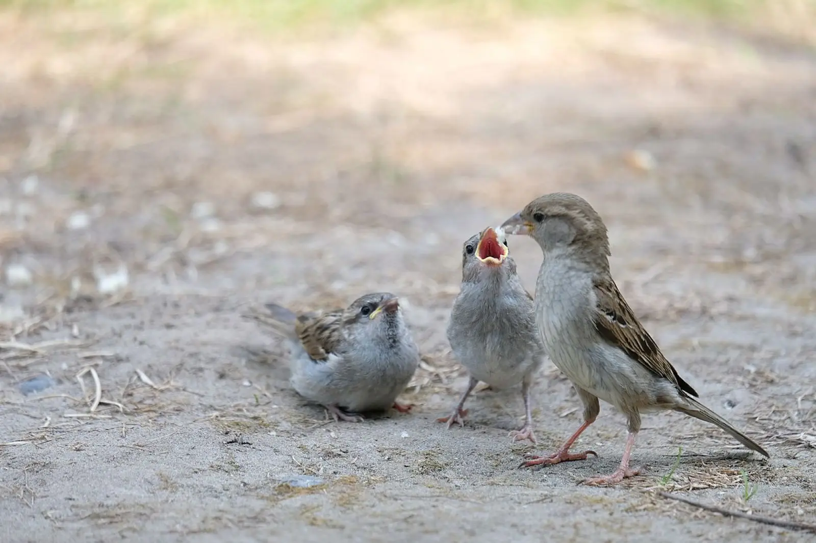 Gorriones Comunes: Explorando el Mundo de estas Aves Urbanas