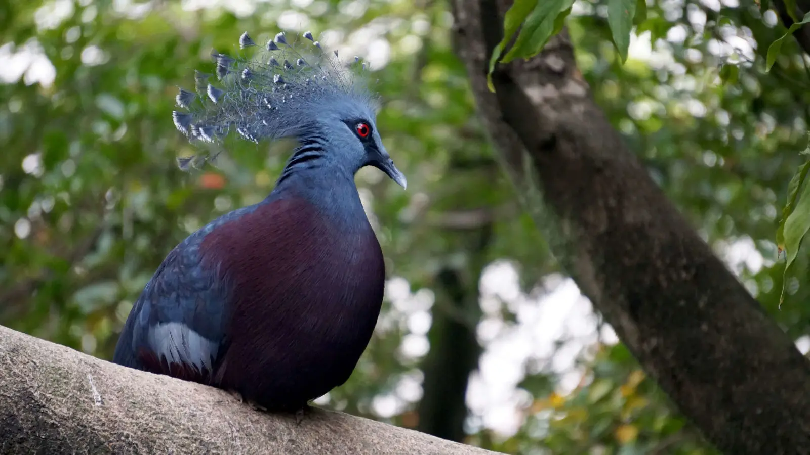 Palomas Victoria: Majestuosidad Alada en el Corazón de la Ciudad