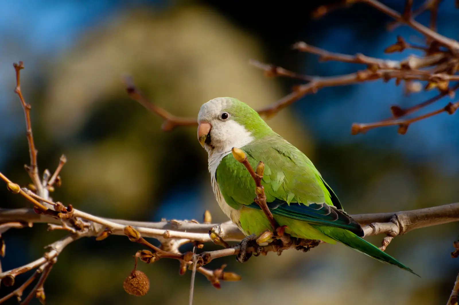 Cotorras: Aves Inteligentes y Sociables con Plumajes Vibrantes