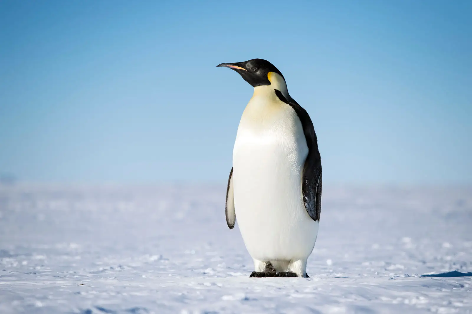 Pingüinos: Radiante Color en el Hielo