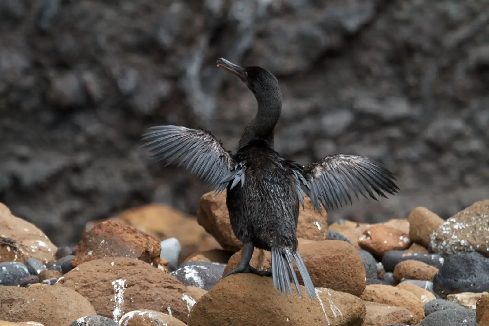 Cormoranes: Maestros del Vuelo y la Inmersión en el Reino Marino