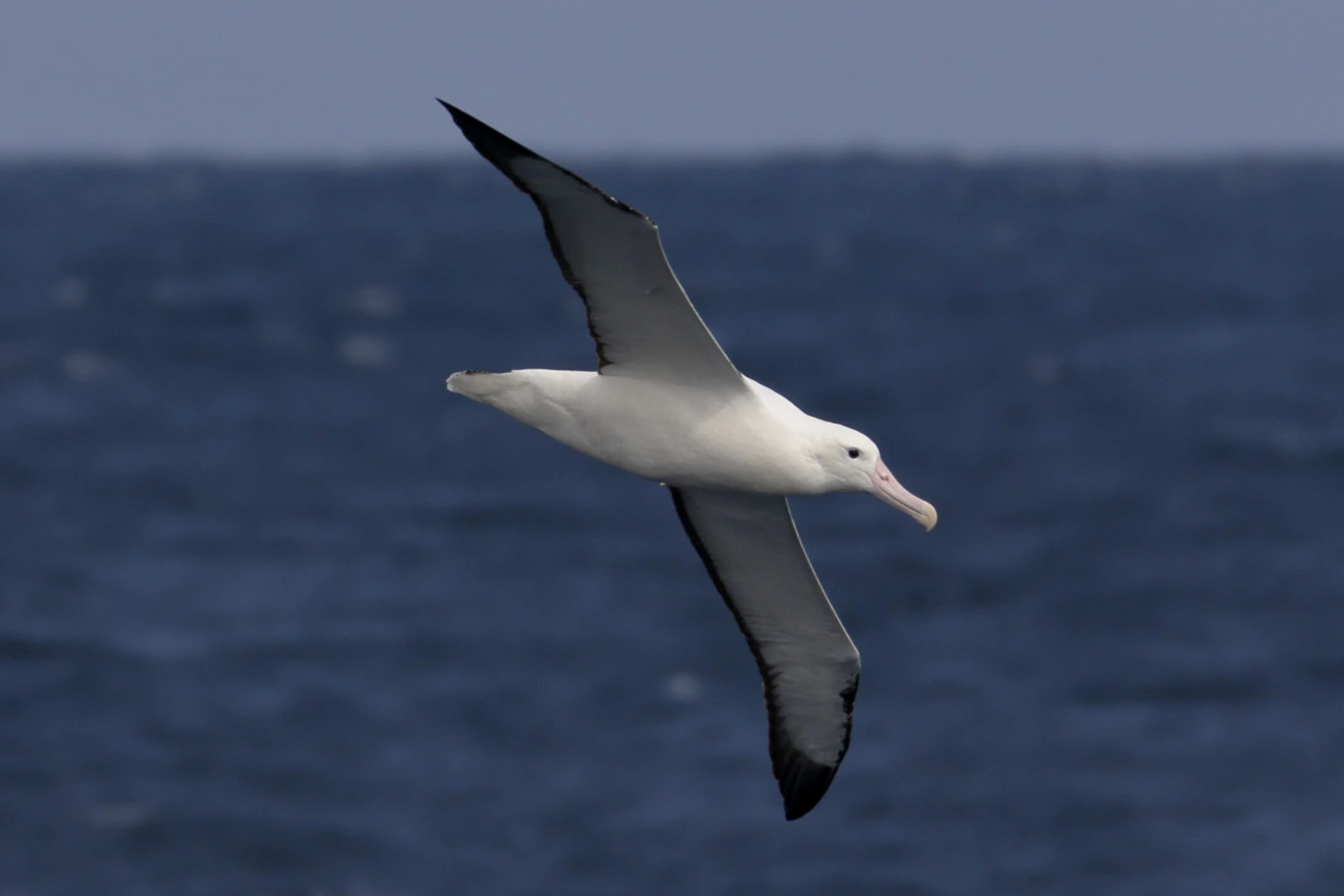 Albatros: Señores de los Océanos