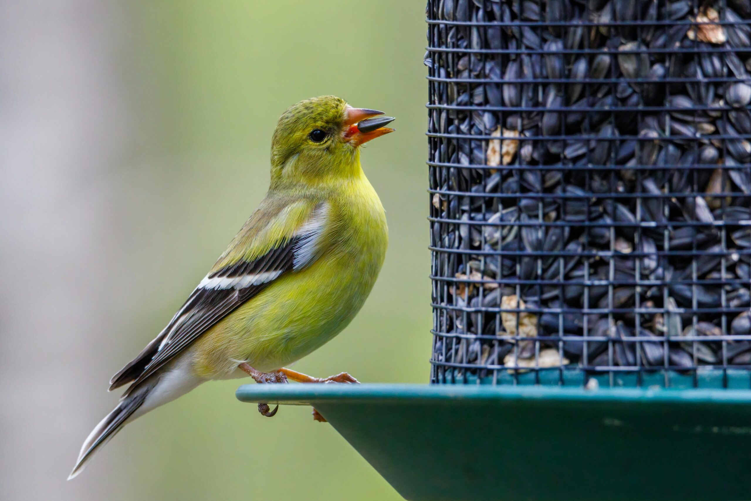 Las mejores comidas para pájaros en 2024